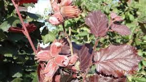 Attēlu rezultāti vaicājumam “Corylus avellana fruit”