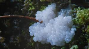 Attēlu rezultāti vaicājumam “Stemonitis axifera young”