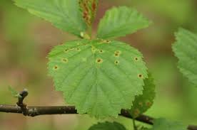 Attēlu rezultāti vaicājumam “Eriophyes laevis”