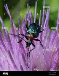 Attēlu rezultāti vaicājumam “Gaurotes virginea”