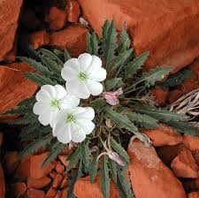 Attēlu rezultāti vaicājumam “Onagraceae”