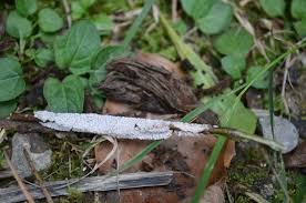 Attēlu rezultāti vaicājumam “Diderma subviridifuscum”