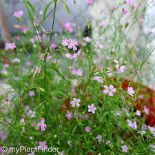 Attēlu rezultāti vaicājumam “Gypsophila muralis flower”