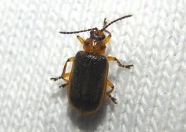 Attēlu rezultāti vaicājumam “Galerucella nymphaeae pupa”