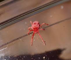 Attēlu rezultāti vaicājumam “Alloeotomus sp.”