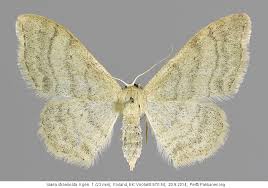 Attēlu rezultāti vaicājumam “Idaea straminata”