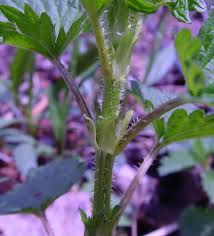 Attēlu rezultāti vaicājumam “Urtica dioica fruit”
