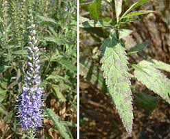 Attēlu rezultāti vaicājumam “Veronica longifolia leaf”