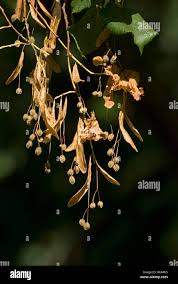 Attēlu rezultāti vaicājumam “Tilia platyphyllos Laciniata fruit”