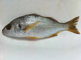 Image result for Pomadasys commersonnii