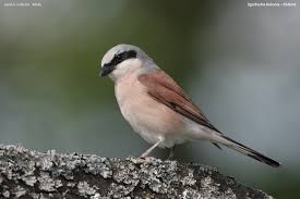 Attēlu rezultāti vaicājumam “Lanius collurio male”