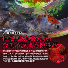Image result for 金魚