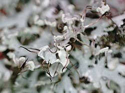 Attēlu rezultāti vaicājumam “Physcia tenella”