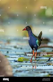 Image result for Porphyrio alleni