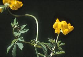 Attēlu rezultāti vaicājumam “Lotus corniculatus flower”