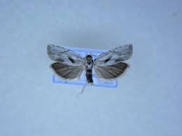 Attēlu rezultāti vaicājumam “Tortricidae”