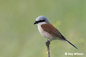 Attēlu rezultāti vaicājumam “Lanius collurio male”