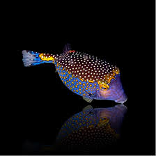 Attēlu rezultāti vaicājumam “Meleagris male”