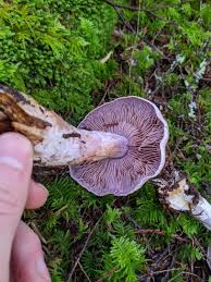 Attēlu rezultāti vaicājumam “Lepista sp.”