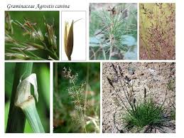 Attēlu rezultāti vaicājumam “Agrostis canina”