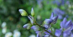 Attēlu rezultāti vaicājumam “Aconitum napellus bud”