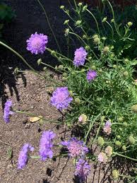 Image result for Scabiosa col.`Butterfly Blue`