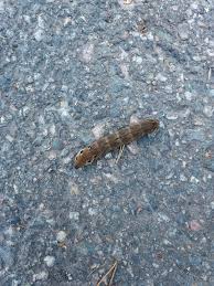 Attēlu rezultāti vaicājumam “Deilephila elpenor larva”