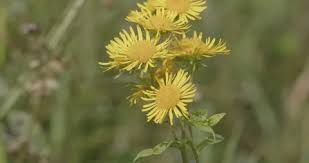 Attēlu rezultāti vaicājumam “Inula britannica flower”
