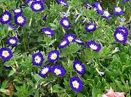 Image result for Convolvulus tricolor