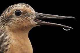 Attēlu rezultāti vaicājumam “Calidris canutus”