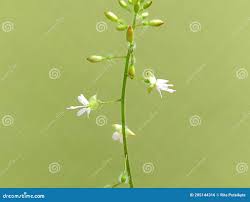 Attēlu rezultāti vaicājumam “Circaea lutetiana bud”