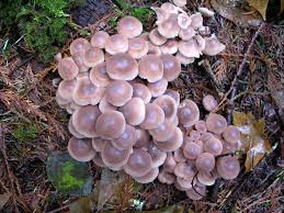 Attēlu rezultāti vaicājumam “Collybia acervata”