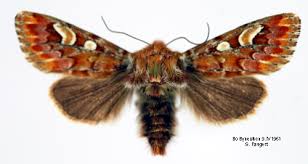 Attēlu rezultāti vaicājumam “Panolis flammea”