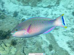 Image result for Chlorurus perspicillatus