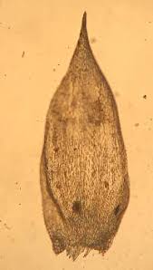 Attēlu rezultāti vaicājumam “Callicladium haldanianum”