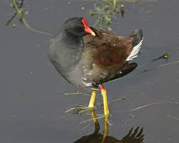 Attēlu rezultāti vaicājumam “Gallinula chloropus”