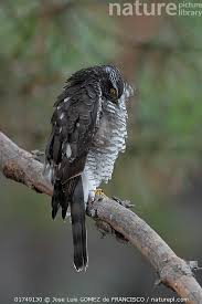 Attēlu rezultāti vaicājumam “Accipiter nisus female”