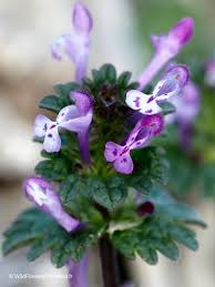 Attēlu rezultāti vaicājumam “Lamium amplexicaule leaf”