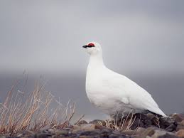 Image result for Lagopus muta