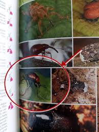 Attēlu rezultāti vaicājumam “Attelabus nitens”