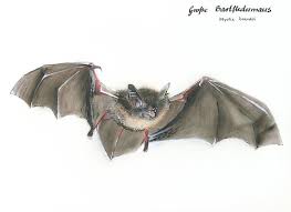 Attēlu rezultāti vaicājumam “Myotis brandtii”
