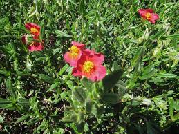 Attēlu rezultāti vaicājumam “Helianthemum nummularium fruit”
