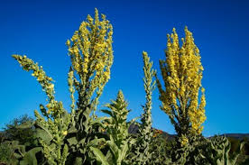 Attēlu rezultāti vaicājumam “Verbascum densiflorum”