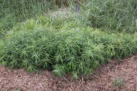 Attēlu rezultāti vaicājumam “Atriplex littoralis fruit”