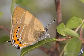 Attēlu rezultāti vaicājumam “Satyrium pruni”