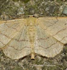 Attēlu rezultāti vaicājumam “Idaea aversata”