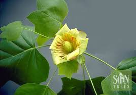 Attēlu rezultāti vaicājumam “Liriodendron tulipifera leaf”