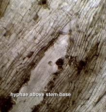 Attēlu rezultāti vaicājumam “Hymenoscyphus sp.”