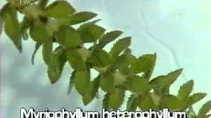 Attēlu rezultāti vaicājumam “Myriophyllum alterniflorum leaf”