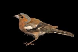 Attēlu rezultāti vaicājumam “Fringilla coelebs male”